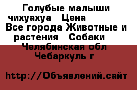 Голубые малыши чихуахуа › Цена ­ 25 000 - Все города Животные и растения » Собаки   . Челябинская обл.,Чебаркуль г.